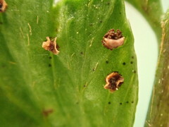 Arachniodes amabilis