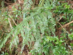 Arachniodes amabilis