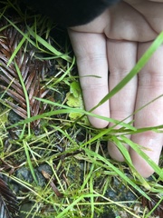 Carex deweyana