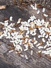 Tetramorium bicarinatum