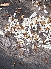 Tetramorium bicarinatum
