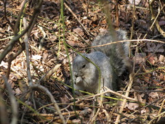 Sciurus niger cinereus