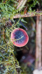 Russula laccata