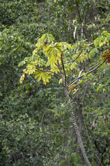 Cecropia obtusifolia
