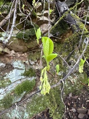 Oemleria cerasiformis