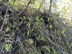 Oemleria cerasiformis