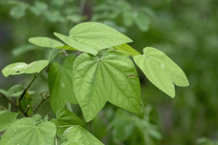 Bauhinia aculeata