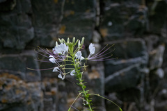 Cleome boliviensis