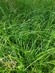 Carex acuta