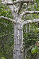 Cavanillesia platanifolia