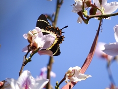 Papilio garamas
