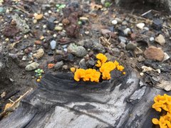 Dacrymyces chrysospermus