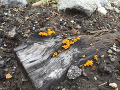 Dacrymyces chrysospermus