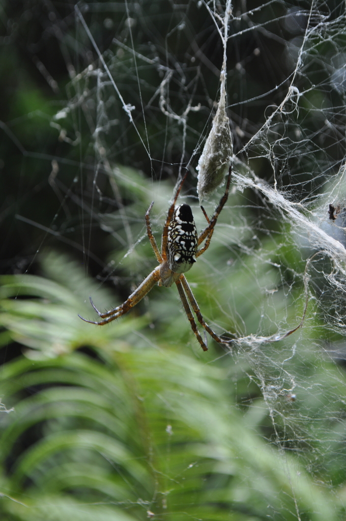 Dome Web Spider from Brisbane QLD, Australia on February 09, 2023 at 12 ...