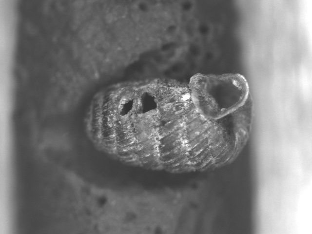 Pagodulina