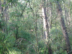 Antrostomus carolinensis