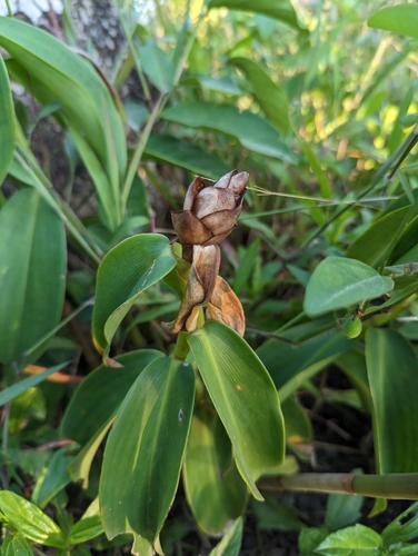 Image of Costus woodsonii by (c) Fives, some rights reserved (CC BY)