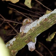 Micrathene whitneyi