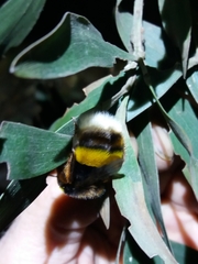 Bombus terrestris lusitanicus