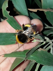 Bombus terrestris lusitanicus