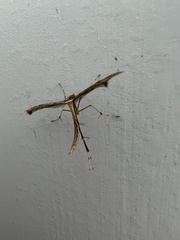 Pterophoroidea