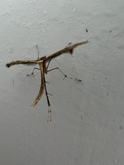 Pterophoroidea