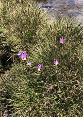 Primula tetrandra