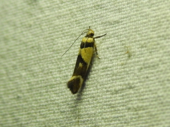 Macrobathra chrysotoxa