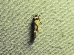 Macrobathra chrysotoxa