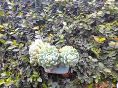 Echeveria elegans