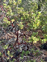 Arctostaphylos sensitiva