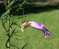 Eremophila
