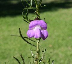 Eremophila