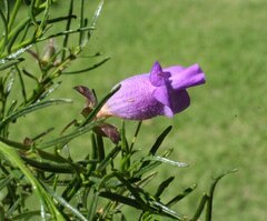 Eremophila