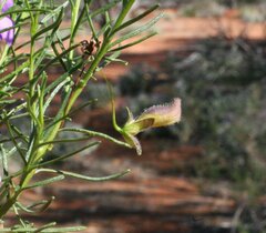 Eremophila