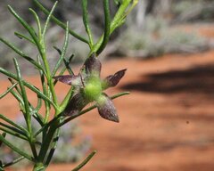 Eremophila