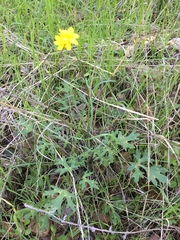 Ranunculus canus