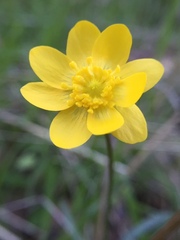 Ranunculus canus
