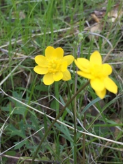 Ranunculus canus