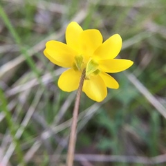 Ranunculus canus