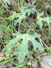 Ranunculus canus