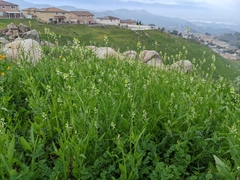 Caulanthus lasiophyllus