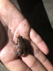 Rhinophrynus dorsalis