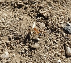Endiodioctes