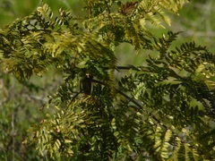 Jacaranda mimosifolia