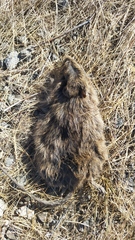 Sigmodon arizonae
