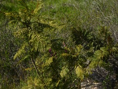 Jacaranda mimosifolia