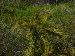 Jacaranda mimosifolia