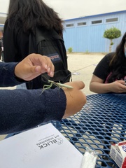 Stagmomantis limbata
