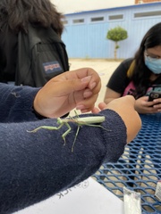 Stagmomantis limbata